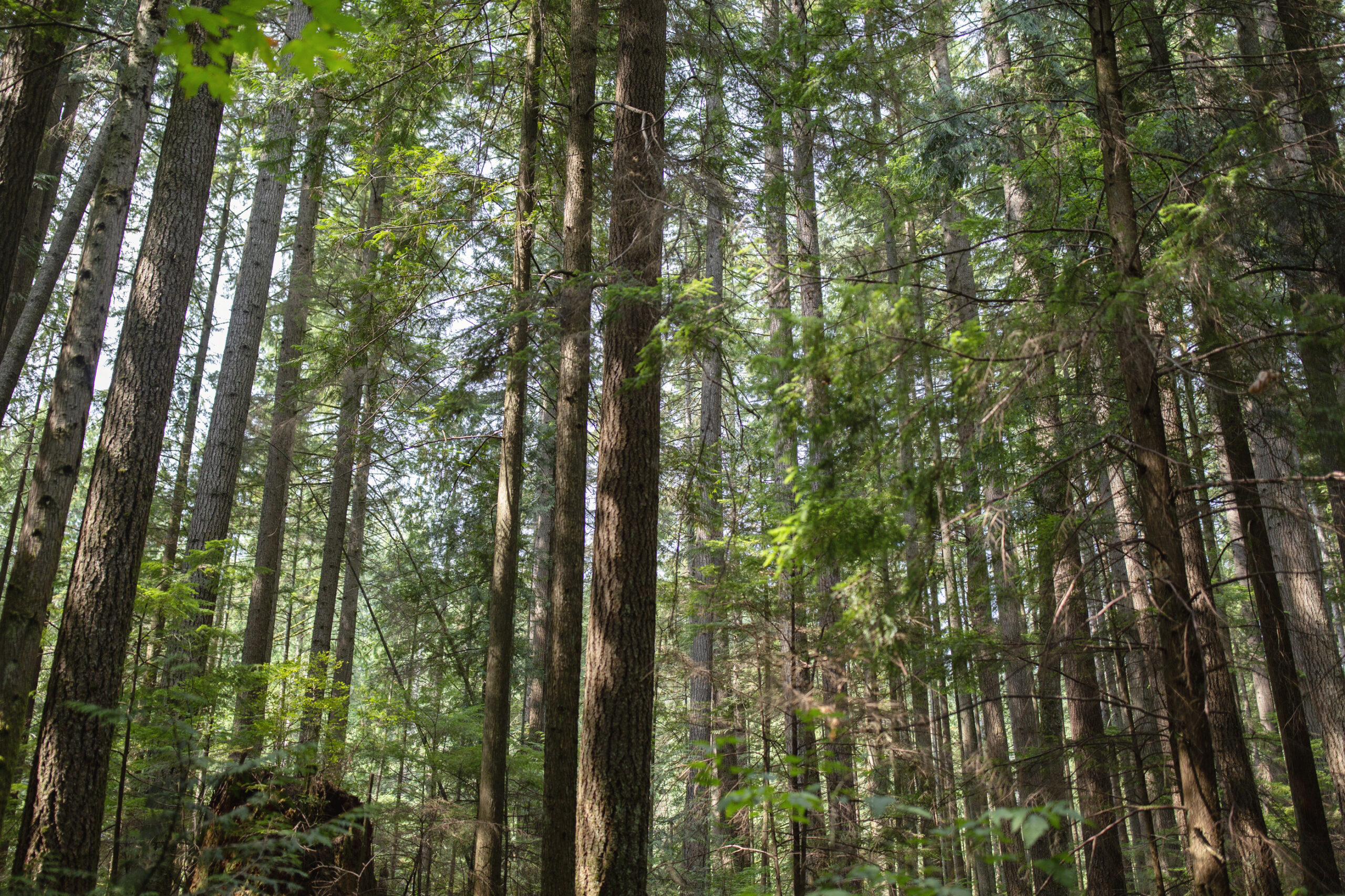 Significance of a Cedar - Cityview Church